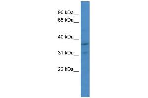WB Suggested Anti-CDK2 Antibody Titration: 1.