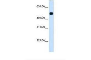 Image no. 1 for anti-3-Hydroxy-3-Methylglutaryl-CoA Synthase 2 (Mitochondrial) (HMGCS2) (C-Term) antibody (ABIN320655) (HMGCS2 Antikörper  (C-Term))