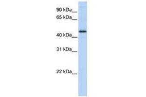 Image no. 1 for anti-DEK Oncogene (DEK) (C-Term) antibody (ABIN6741502) (DEK Antikörper  (C-Term))