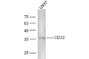 Human U937 lysates probed with Rabbit Anti-CD32 Polyclonal Antibody, Unconjugated  at 1:5000 for 90 min at 37˚C. (Fc gamma RII (CD32) (AA 201-300) Antikörper)