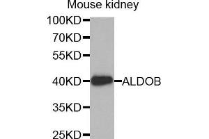 Western Blotting (WB) image for anti-Aldolase B, Fructose-Bisphosphate (ALDOB) (AA 1-200) antibody (ABIN1678634) (ALDOB Antikörper  (AA 1-200))