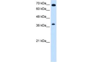 Western Blotting (WB) image for anti-Forkhead Box J1 (FOXJ1) antibody (ABIN2461630) (FOXJ1 Antikörper)