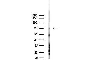 anti-Glucuronic Acid Epimerase (GLCE) antibody