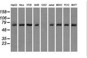 Western blot analysis of extracts (35 µg) from 9 different cell lines by using anti-LTA4H monoclonal antibody. (LTA4H Antikörper)