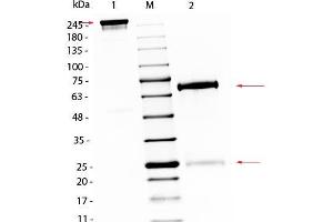 SDS-PAGE (SDS) image for Chicken IgG isotype control (ABIN5633221)