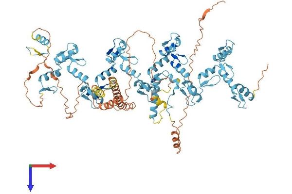 ZNF41 Protein (AA 1-821) (His tag)