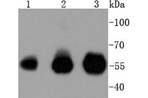 Lane 1: Hela, Lane 2: Jurkat, Lane 3: THP-1 lysates probed with IRF3 (4C3) Monoclonal Antibody  at 1:1000 overnight at 4˚C.