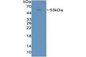 Western Blotting (WB) image for anti-Polymerase (DNA Directed), delta 1, Catalytic Subunit 125kDa (POLD1) (AA 41-254) antibody (ABIN7444814)