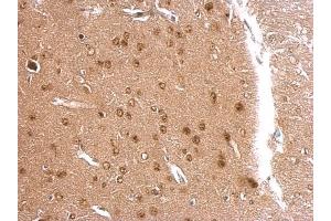 IHC-P Image APLP2 antibody [N1N2], N-term detects APLP2 protein at nucleus on mouse fore brain by immunohistochemical analysis.