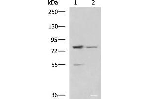 Western blot analysis of LO2 and 231 cell lysates using SORBS2 Polyclonal Antibody at dilution of 1:800 (Sorbs2 Antikörper)