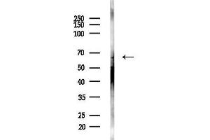 anti-Angiopoietin 2 (ANGPT2) (N-Term) antibody