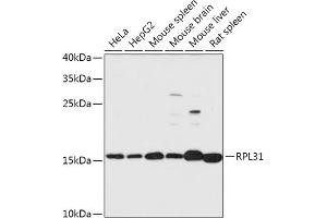 Western blot analysis of extracts of various cell lines, using RPL31 antibody (ABIN7270002) at 1:1000 dilution. (RPL31 Antikörper  (AA 5-105))