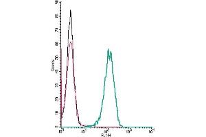 anti-Formyl Peptide Receptor 1 (FPR1) (AA 179-192), (Extracellular) antibody