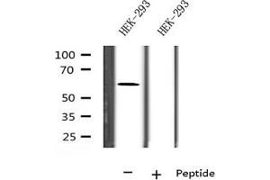 Western blot analysis on HEK-293 cell lysate using FBXW7 Antibody (FBXW7 Antikörper)
