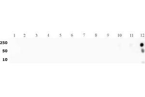 b>Histone H3K27me3 antibody (pAb) tested by dot blot analysis.