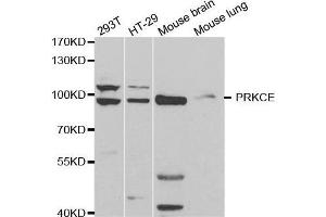 Western blot analysis of extracts of various cell lines, using PRKCE antibody. (PKC epsilon Antikörper  (AA 488-737))