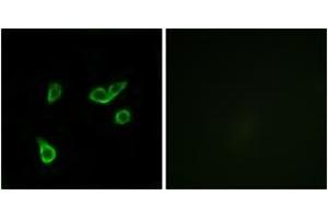 Immunofluorescence (IF) image for anti-G Protein-Coupled Receptor 35 (GPR35) (AA 51-100) antibody (ABIN2890874) (GPR35 Antikörper  (AA 51-100))