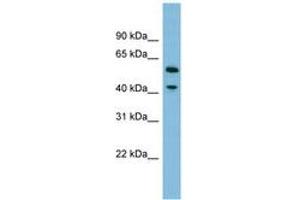 Image no. 1 for anti-Dihydrouridine Synthase 1-Like (DUS1L) (AA 359-408) antibody (ABIN6745180) (DUS1L Antikörper  (AA 359-408))