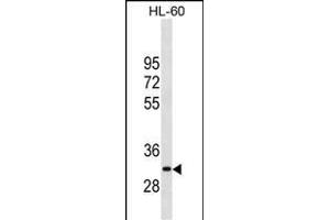 P26 Antibody (Center) (ABIN1881547 and ABIN2838850) western blot analysis in HL-60 cell line lysates (35 μg/lane). (MMP26 Antikörper  (AA 96-125))