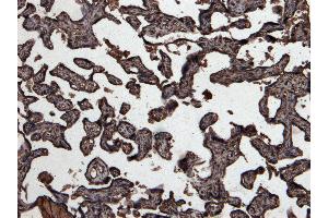 Immunohistochemistry (IHC) image for anti-Growth Differentiation Factor 15 (GDF15) (C-Term) antibody (ABIN185465)