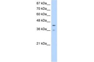 Western Blotting (WB) image for anti-Poly(rC) Binding Protein 4 (PCBP4) antibody (ABIN2462287) (PCBP4 Antikörper)