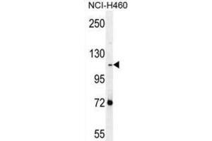 Western Blotting (WB) image for anti-Protocadherin alpha Subfamily C, 2 (PCDHAC2) antibody (ABIN2996555) (PCDHAC2 Antikörper)