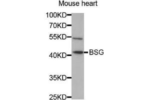 Western Blotting (WB) image for anti-Basigin (Ok Blood Group) (BSG) (AA 30-200) antibody (ABIN1512647) (CD147 Antikörper  (AA 30-200))