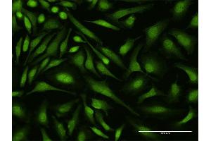 Immunofluorescence (IF) image for anti-Deformed Epidermal Autoregulatory Factor 1 (Drosophila) (DEAF1) (AA 133-222) antibody (ABIN523925)