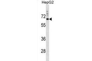 SVOP Antibody (N-term) (ABIN1881859 and ABIN2839025) western blot analysis in HepG2 cell line lysates (35 μg/lane). (SVOP Antikörper  (N-Term))