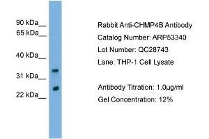 WB Suggested Anti-CHMP4B  Antibody Titration: 0. (CHMP4B Antikörper  (Middle Region))