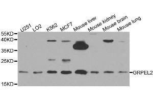 Western blot analysis of extracts of various cell lines, using GRPEL2 antibody. (GRPEL2 Antikörper  (AA 33-225))