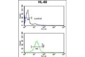 Flow Cytometry (FACS) image for anti-TATA Box Binding Protein (TBP) (AA 210-239) antibody (ABIN390631)