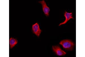 ABIN6263798 and ABIN6272368 staining Hela by IF/ICC. (POU3F1 Antikörper  (Internal Region))