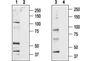 Western blot analysis of rat brain membrane (lanes 1 and 2) and RBL lysates (lanes 3 and 4): - 1,3. (TRPV2 Antikörper  (C-Term, Intracellular))
