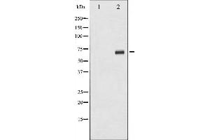 Western blot analysis of p70 S6 Kinase phosphorylation expression in serum treated 293 whole cell lysates,The lane on the left is treated with the antigen-specific peptide. (RPS6KB1 Antikörper  (pSer424))