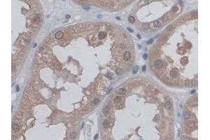 Immunohistochemistry (IHC) image for anti-CD300c (CD300C) (AA 21-183) antibody (ABIN7444304)