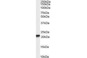 Western Blotting (WB) image for Retinol Binding Protein 4, Plasma (RBP4) (Internal Region) peptide (ABIN368935)