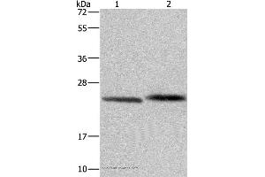 Western blot analysis of Human prostate tissue and Raji cell, using GLO1 Polyclonal Antibody at dilution of 1:400 (GLO1 Antikörper)