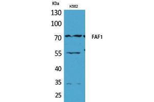 Western Blotting (WB) image for anti-Fas (TNFRSF6) Associated Factor 1 (FAF1) (Internal Region) antibody (ABIN3187693) (FAF1 Antikörper  (Internal Region))