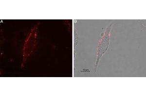 Immunocytochemistry (ICC) image for anti-Opioid Receptor, mu 1 (OPRM1) (AA 22-38), (Extracellular), (N-Term) antibody (ABIN7043403)