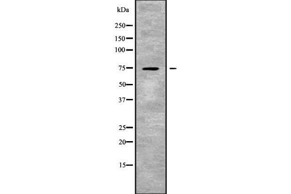 SLC24A2 Antikörper  (Internal Region)
