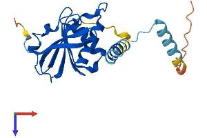 SERHL Protein (AA 1-203) (His tag)