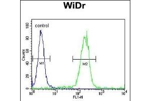 EGR1 Antibody (N-term) (ABIN389442 and ABIN2839514) flow cytometric analysis of WiDr cells (right histogram) compared to a negative control cell (left histogram).