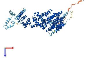 COBRA1 Protein (AA 1-580) (His tag)