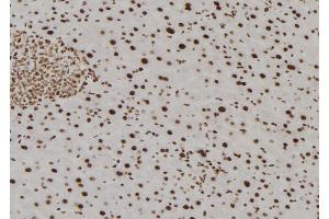 ABIN6277829 at 1/100 staining Mouse liver tissue by IHC-P. (TMX2 Antikörper  (N-Term))