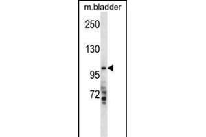 TRSS7 Antibody (N-term) (ABIN657793 and ABIN2846766) western blot analysis in mouse bladder tissue lysates (35 μg/lane). (TMPRSS7 Antikörper  (N-Term))