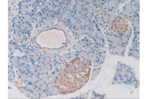 IHC-P analysis of Rat Pancreas Tissue, with DAB staining. (MAP4 Antikörper  (AA 2-250))