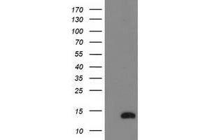 Western Blotting (WB) image for anti-NADH Dehydrogenase (Ubiquinone) 1 alpha Subcomplex, 7, 14.5kDa (NDUFA7) antibody (ABIN1499658) (NDUFA7 Antikörper)