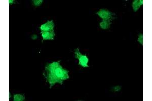 Anti-RFXANK mouse monoclonal antibody (ABIN2455532) immunofluorescent staining of COS7 cells transiently transfected by pCMV6-ENTRY RFXANK (RC223081). (RFXANK Antikörper)