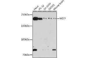 Western blot analysis of extracts of various cell lines, using WSTF Rabbit mAb (ABIN7265935) at 1:1000 dilution. (BAZ1B Antikörper)